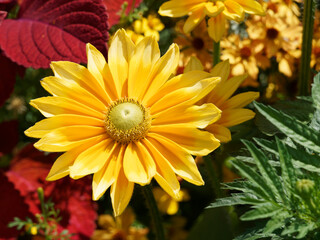 Rudbeckia hirta green eyes ou Irish eyes, grand capitules jaune autour d'un coeur vert olive sur tige poilue garnies de feuilles étroites, caulinaires, ovales et dentées