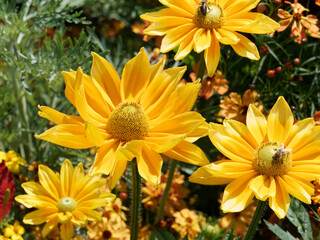 Rudbeckia hirta ou Rudbeckia Green Eyes. Fleurs de Rudbeckies à floraison jaune au coeur vert olive sur de hautes tiges ramifiées 