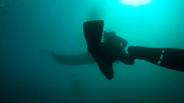 Juvenile whaleshark and scuba divers