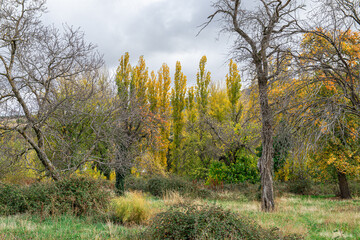 Fototapeta premium Autumn in the vineyard