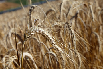 spighe di grano maturo