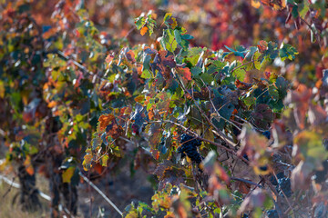 Autumn in the vineyard