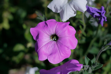  Pitunia flowers with green leaves