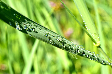 Obraz premium Drops of dew on a leaf of grass.