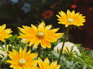 Massif ornementé de grandes fleurs de Rudbeckia hirta green eyes ou Irish eyes aux capitules jaunes autour d'un coeur vert olive