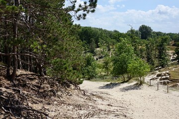 Fototapeta premium Netherlands. Zeeland. Pine forest in Westenschouwen