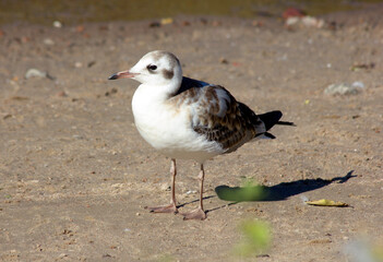 gull