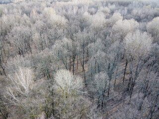 Leafless trees in a spring forest, aerial view.