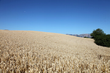 collina,campo di grano maturo,paesaggio,cielo