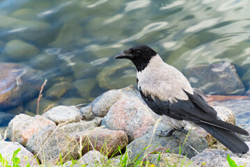 gray crow sits on a stone by the baltic sea.