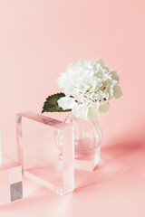 Acrylic Solid Display Blocks for Shop Windows with Tiny Vase and Hydrangea flower on pink background