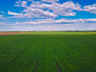 Blue sky over a green field, aerial view. Farmland landscape.
