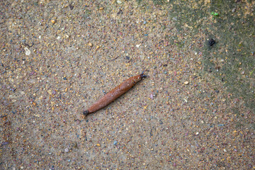 Long brown slug on the ground after rain