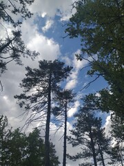 Trees in the sky