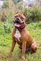 Walking large dogs on a green summer field national dog day.