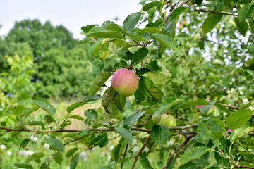 Garden. Summer. An apple hanging on a branch of an apple tree