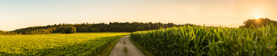 Panorama shot of rural path between fields of maize and soy leading to forest