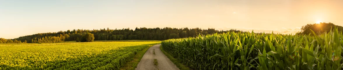 Fotobehang Panorama shot of rural path between fields of maize and soy leading to forest © Przemyslaw Iciak