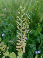 Flower of a plant