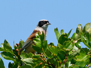 Eurasian penduline tit (Remiz pendulinus)