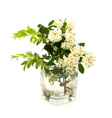 Tender white spring blossom flowers and green grass in transparent glass of water on isolated on white background.