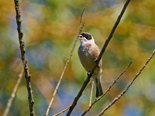 Eurasian penduline tit (Remiz pendulinus)