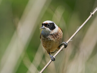 Eurasian penduline tit (Remiz pendulinus)
