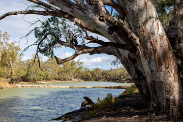 Fototapeta na wymiar river red gum trees along side the River Murray in the River Murray National Park Renmark South Australia on 22 June 2020