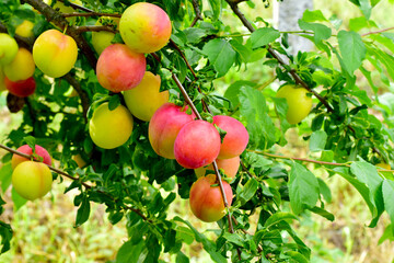 Garden. Summer. The fruits of large cherry plum on a branch.