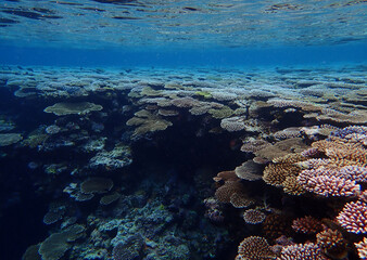 Fototapeta na wymiar 西表島の珊瑚