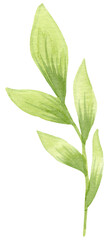 Hand drawn watercolor leaves.