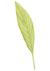 Fototapeta premium Hand drawn watercolor leaves.