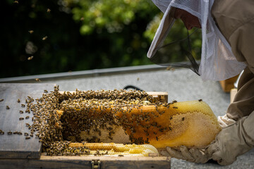 Imker in Imkerkleidung und viele Bienen fliegen an einem Bienenstock. Imker hält Waben und Bienen in einer Hand. Selektive Schärfe