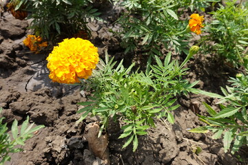 A flower head and bud of orange Tagetes erecta in mid July