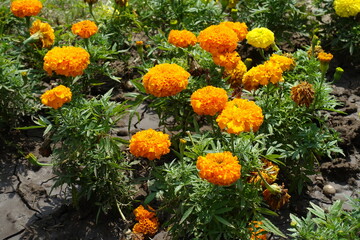 Bright orange flower heads of Tagetes erecta in mid July