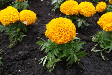 Close shot of orange flower head of Tagetes erecta in May