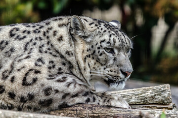 White Tiger