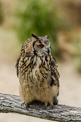 owl