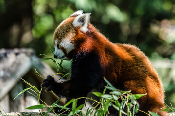 Red panda