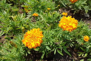 Pair of orange flower heads of Tagetes erecta in mid July