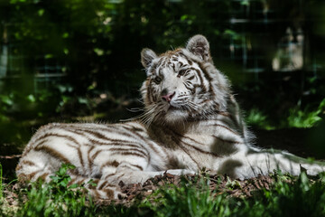 White Tiger