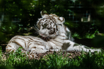 White Tiger
