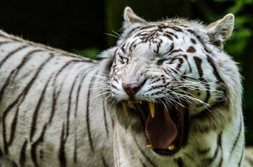 White Tiger