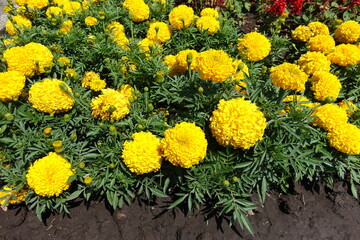 Bright yellow flower heads of Tagetes erecta in mid June