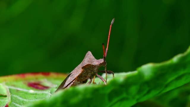 Dock Bug on a leaf. His Latin name is Coreus marginatus.
