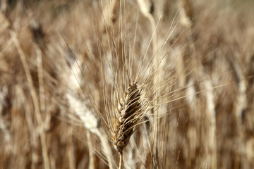 spiga,grano maturo