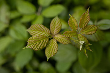 Green plants at a lac