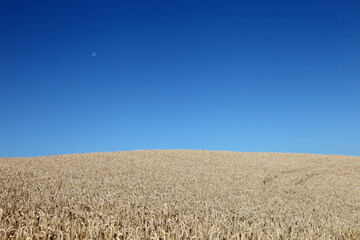 collina ,grano ,paesaggio,cielo