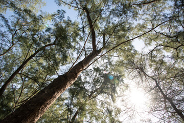 Fototapeta premium pine tree (Casuarina equisetifolia ) on tropical ,Thailand..