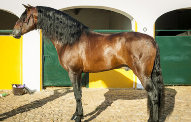 Spanish horse stallion tied up outside the stables